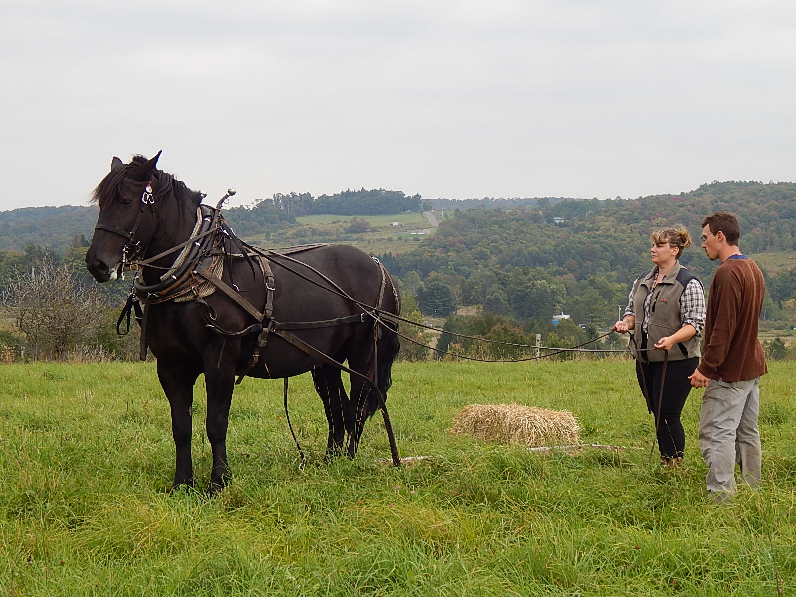 A Cutting Edge Return to Old Traditions: Farming with Draft Animal Power •  Groundswell Center